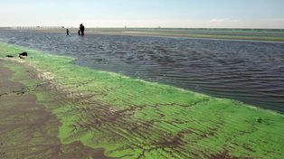 La masa verde intenso que dejan las cianobacterias en la costa del Río de la Plata.&nbsp;