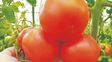 Identifican un gen que mejora el rendimiento de la planta de tomate en respuesta a la densidad de siembra