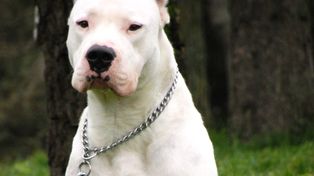 Alassia: 300 chicos fueron atendidos por mordeduras de perros