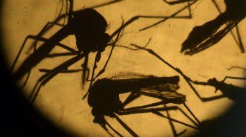 Una ola de mosquitos invade por estas horas Rosario. Una ola de mosquitos invade por estas horas Rosario.