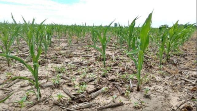 Crítico. La falta de agua golepará al maíz en la&nbsp; etapa clave de llenado de grano.