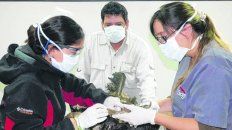 disección. Médicas veterinarias analizan las vísceras de los cóndores. disección. Médicas veterinarias analizan las vísceras de los cóndores.