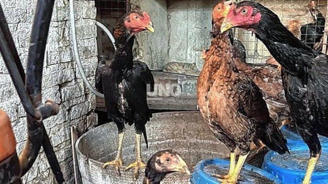 Rescataron a 26 gallos en una vivienda de Santa Fe tras un allanamiento.