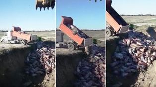Por una falla humana, 1.500 cerdos mueren asfixiados 