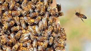 Investigan si picaduras de abejas causaron una muerte en el departamento Uruguay