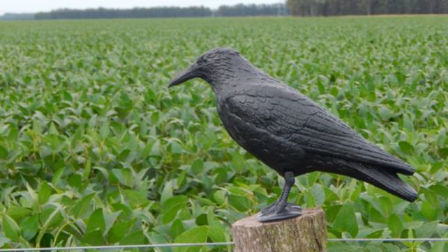 El cuervo de plástico tiene uso doméstico en cualquier ambiente y en la producción agrícola como espantapájaros. 