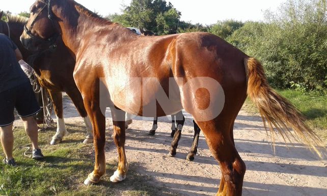 Recuperaron y devolvieron a sus dueños cinco caballos robados