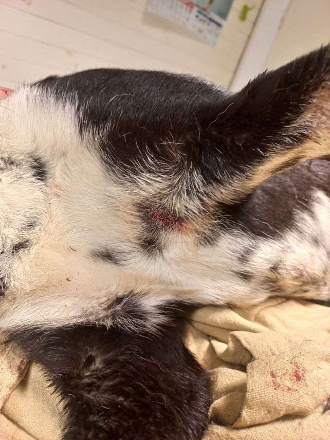 Vecinos de Ricardone denunciaron que el viernes 20 de febrero de 2026 le dispararon a Negrita, una perra comunitaria del barrio Mandarín. El animal falleció al día siguiente del ataque en Benvenutti y Capitán Bermúdez.