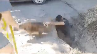 Rescate heroico: agentes salvaron a un perro Bull Terrier que cayó al río en Sauce Viejo
