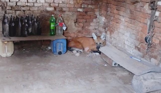 El animal hallado en Larrechea.