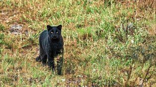Regresaron a la vida silvestre: liberaron dos ejemplares de gato montés en Villaguay.