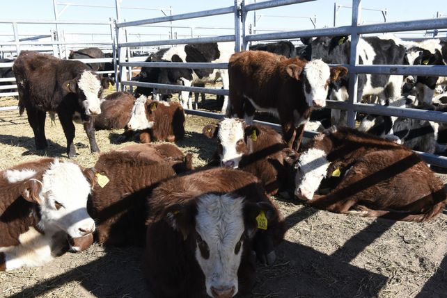 En venta. AFA llevó adelante tres exitosos remates en la muestra de Agroactiva.