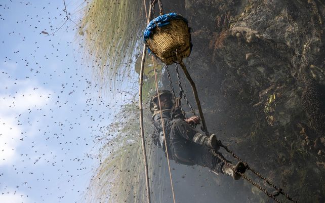 Devi Bahadur Nepali, un experimentado productor de miel se sube a una cuerda de bambú para recolectar miel de un acantilado en Dolakha, 115 millas al este de Katmandú, Nepal. En lo alto de las montañas de Nepal, grupos de hombres arriesgan sus vidas para cosechar mucho. buscada miel silvestre de las colmenas de los acantilados.