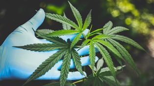 Cannabis: la cadena de valor se reúne en Rosario