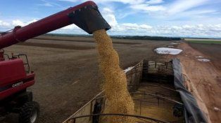  Brasil desplazó a Argentina como principal proveedor mundial de harina de soja