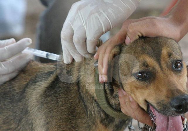 Todos los años. Las mascotas deben recibir una dosis cada 12 meses para lograr la protección.