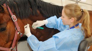 La vacuna contra la encefalomielitis equina