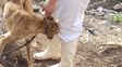 maltrato animal: denuncia de vecinos permitio rescatar a un galgo victima de castigos
