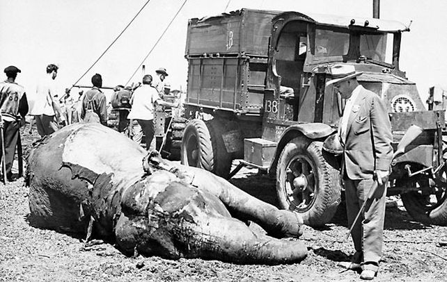 una añeja postal. Un elefante junto a una autobomba