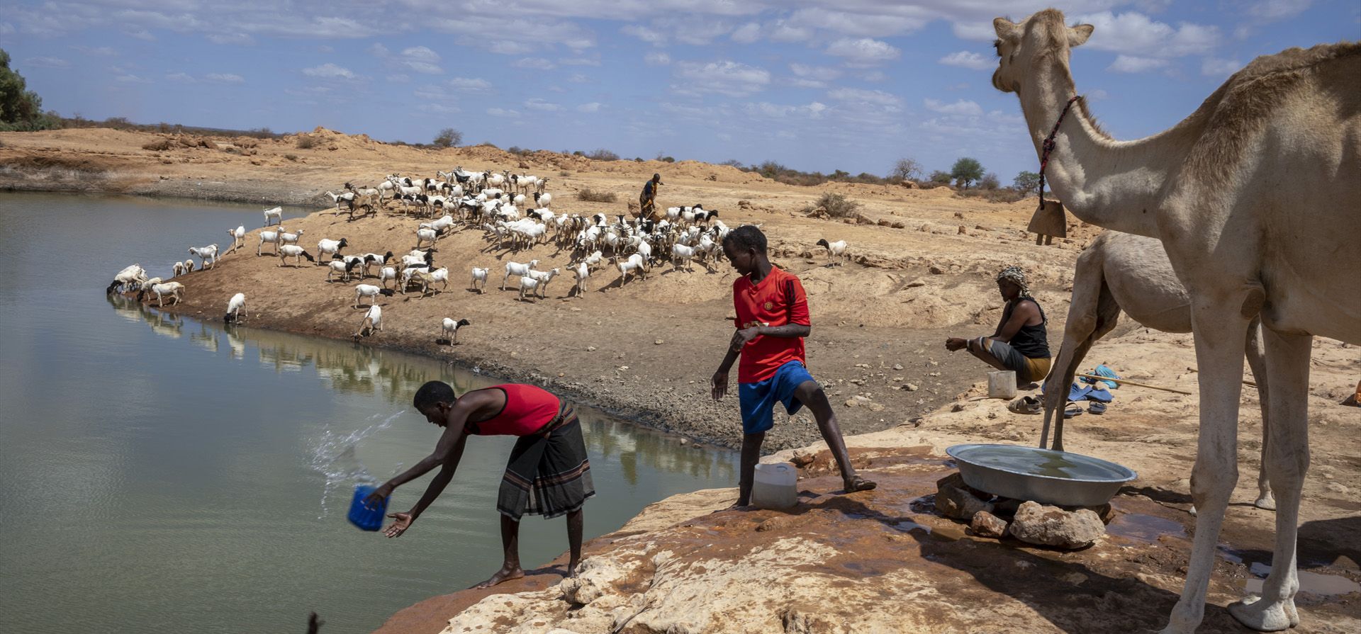Niños pastores dan agua a sus camellos y cabras después de llevarlos a un estanque en Beda