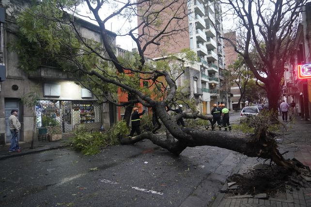 3 de febrero al 600. Los rosarinos se sorprendieron al ver la caída de árboles de cuajo.
