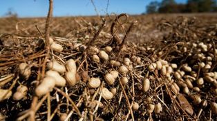 Impulso a la agricultura regenerativa con tonada cordobesa