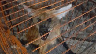 Aguará guazú, uno de los animales que hizo su aparición en el ejido urbano.