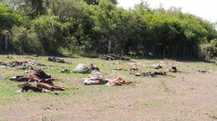 La situación en el norte de Santa Fe, producto de la sequía y la falta de agua.&nbsp;