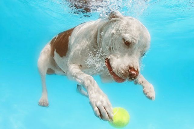 Diversión bajo el agua