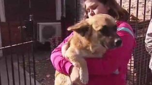 El perro que salvó al bebé ya había tenido otro acto heroico hace dos meses