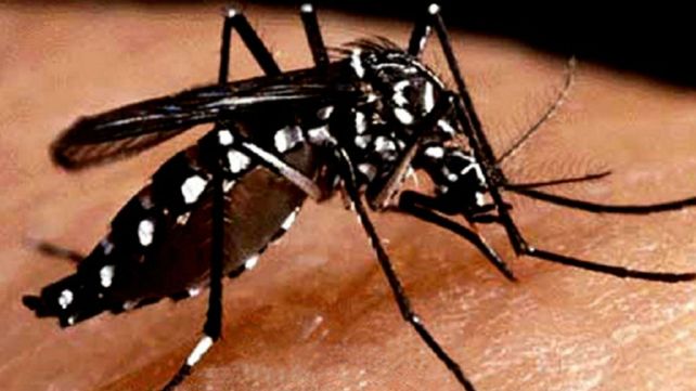 Aedes aegypti