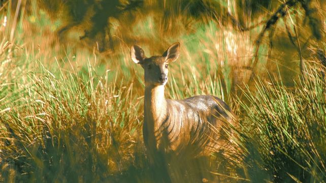 El Parque Nacional Selva de Montiel, más cerca de ser una realidad