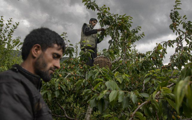 Agricultores de Cachemira recogen cerezas en un huerto en la aldea de Waliwar, al noreste de Srinagar, Cachemira controlada por India.