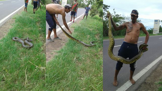 Encuentran una inmensa serpiente Curiyú camino a Puerto Reconquista