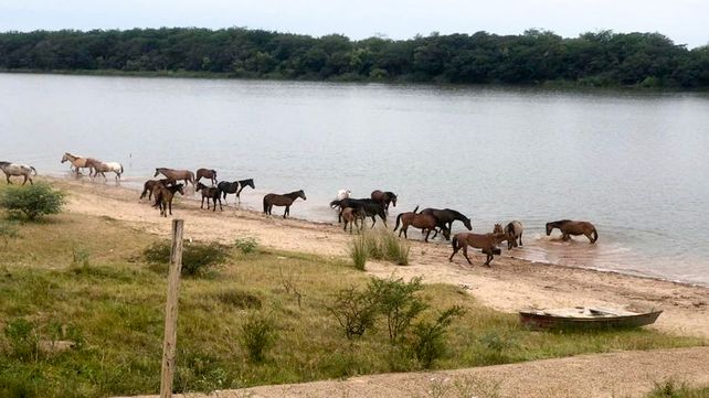 Los caballos rescatados en Concepción del Uruguay van a la fundación Tekove Mymba.