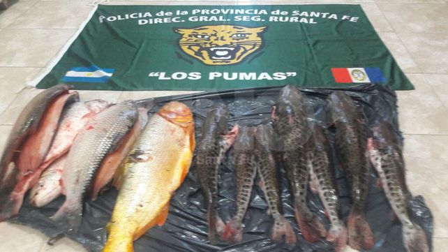 Secuestraron cientos de especies ictícolas depredadas en ríos y lagunas