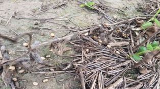 Por magros rendimientos de la soja tardía muchos productores de Santa Fe optan por no cosechar