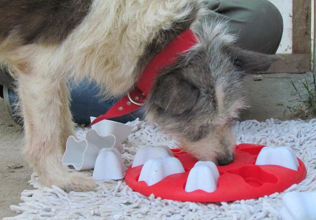 UNL y Conicet convocan mascotas para un trabajo de investigación