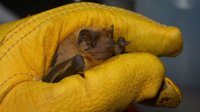 El Molossus melini fue descubierto en una zona de la laguna de Melincué