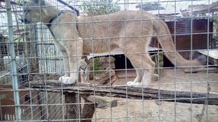 Los pumas tendrán un espacio natural para vivir.&nbsp;