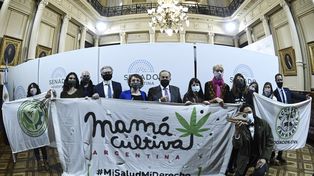 El Senado aprobó el marco regulatorio de producción de cannabis medicinal