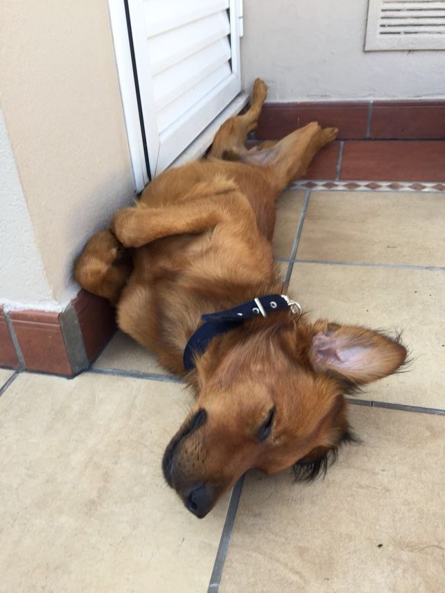 Macetita, otro perro callejero que encontró una familia