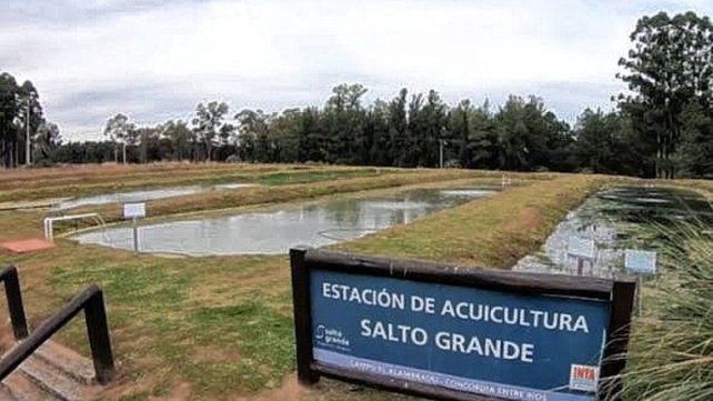 Concordia busca desarrollar la cría de peces en estanques.
