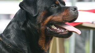 Perros peligrosos: los vecinos de Villa California piden legislar la tenencia