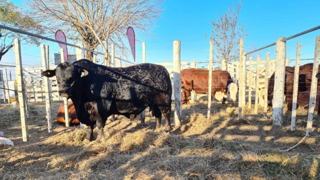 Buen precio. Los toros machos Brangus alcanzaron un valor máximo de 900 mil pesos.