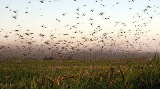 Especialistas advierten sobre la invasión de langostas