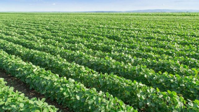 Soja. Los herbicidas podrían llegar al 40% del costo de implantación.