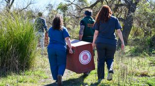 Volver a la naturaleza: la nueva vida de los animales silvestres después del cautiverio