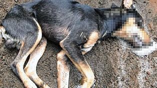 Vecinos de Paraná denuncian envenenamiento masivo de perros