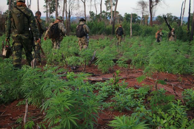 Una plantación de marihuana en el norte paraguayo. Hay entre 5.000 y 8.000 hectáreas cultivadas.